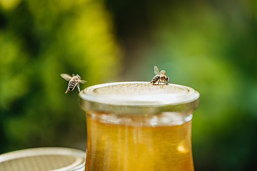 To bees one flying next to,the other sitting the cap of a glass of fresh tasty honey,bee proboscis visible,green nature background,focus on the bees and the cap of the glass,close-up,horizontal
