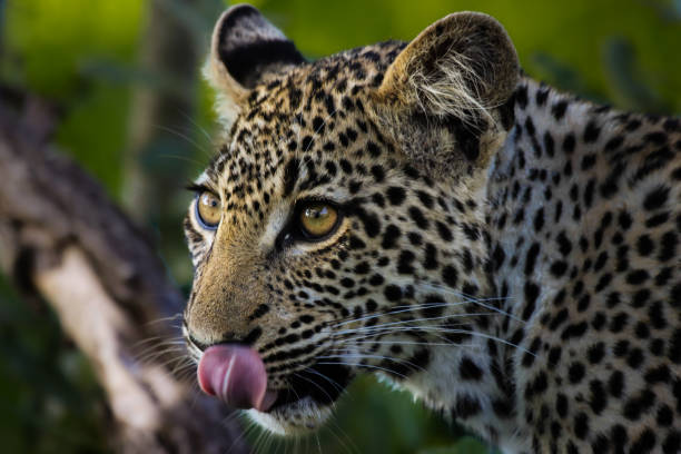 Leopard cub looking for a place to relax stock photo