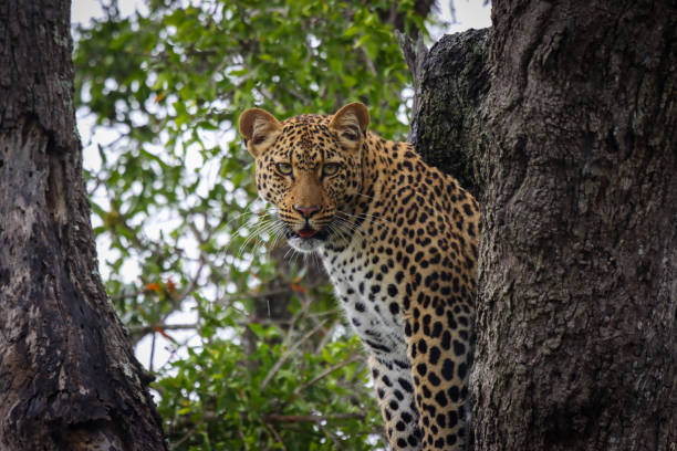 leopard in a tree on the hunt stock photo