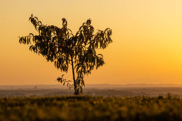 Beautiful peach tree with lots of leaves growing on the top of a hill countryside,dawn with orange sky,plenty of hills in the distance,unsharp meadow in forefront,horizontal