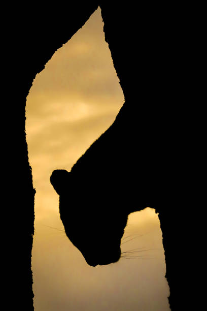 leopard silhouette stock photo