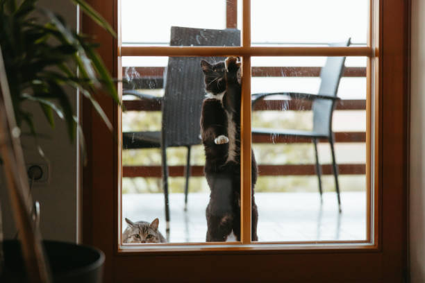 istock Two beautiful cats on a balcony try to get inside the balcony door 1359672708
