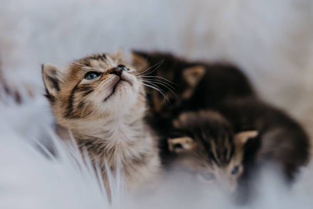 istock Three beautiful beige brown kitten,two sitting,one looking up on white fluffy fabric 1359672713