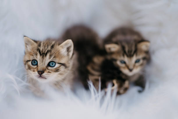 istock Very young beautiful beige kitten sitting on white fluffy fabric 1359672715