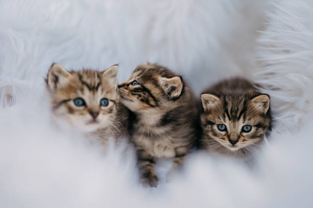 istock Three very young beige brown kitten with cute blue eyes on white fabric 1359672730