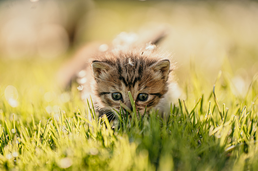 Young cute kitten with beige fur,big blue eyes sitting on a meadow looking curious on the fresh green grass,discovering the surroundings,early morning with sunlight,horizontal