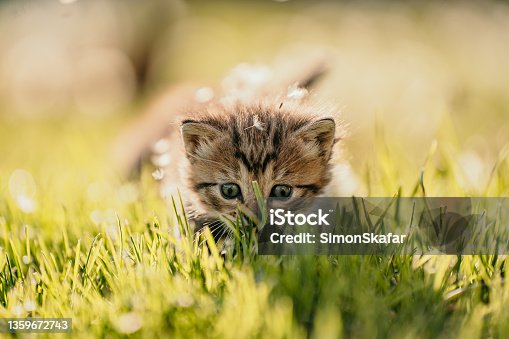 istock Kitten with beige fur,big blue eyes sitting on a meadow looking curious on the grass 1359672743