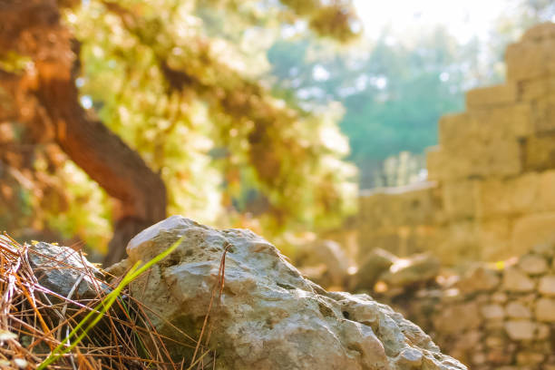 Ancient ruins overgrown with pine trees, the blurred background