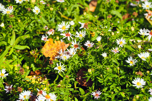 Aster ericoides white heath asters flowering plants, autumnal flowers in bloom