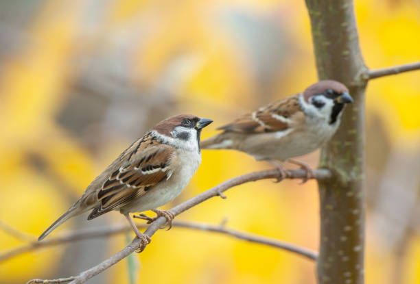 Two eurasian tree sparrows Two eurasian tree sparrows (Passer montanus) perching on a cherry tree with yellow leaves in autumn. passer domesticus stock pictures, royalty-free photos & images