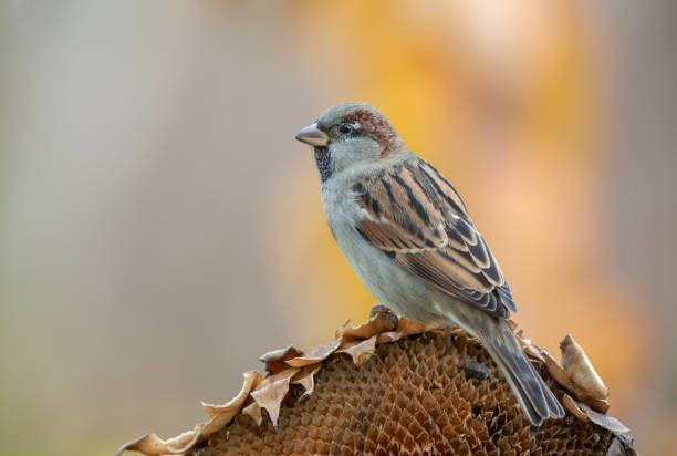 Male house sparrow (Passer domesticus) perching on a sunflower head.