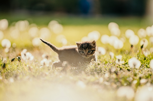 Close-up of a young beige brown cute kitten with blue eyes discovering a meadow with lots of flowers on it with sunlight, early morning, horizontal