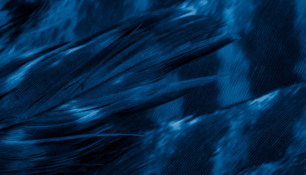 istock blue hawk feathers with visible detail. background or texture 1359673743