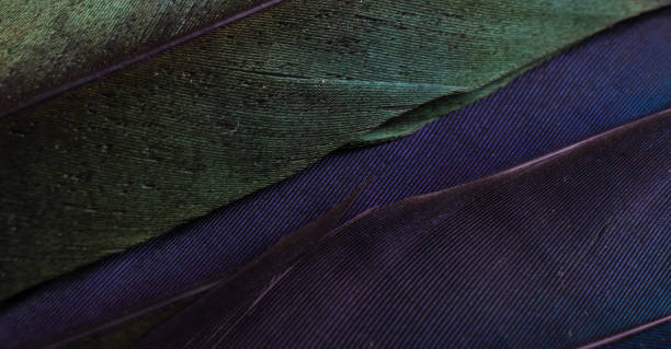 istock green and purple bird feathers with visible texture 1359673748