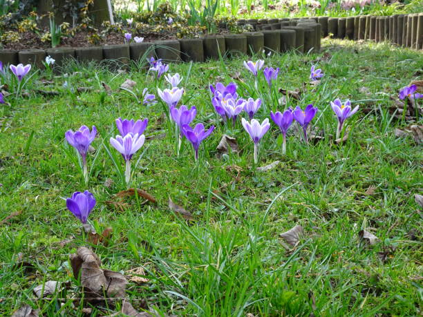 istock young purple crocuses flower 1359674629