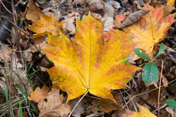 istock fallen autumn yellow maple leaf on ground 1359675163