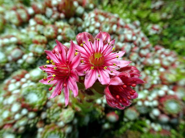 istock houseleek flower - Sempervivum 1359675362