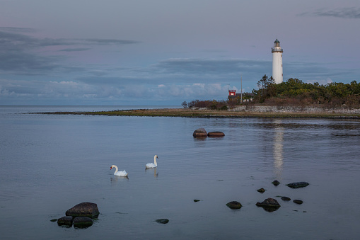 Lighthouse Lange Erik on north coast of the island of Öland in the east of Sweden during sunset, swan in front