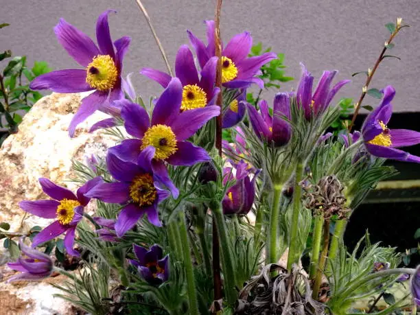 Purple pasque flowers (Pulsatilla vulgaris)