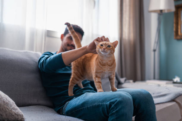 young man sitting on a gray sofa caresses the head of a brown tabby cat young man in blue shirt with domestic cats at home tabby cat photos stock pictures, royalty-free photos & images