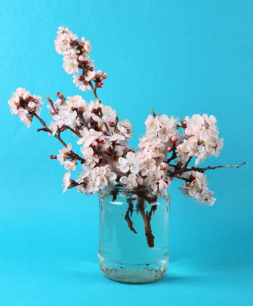 istock Beautiful flowering branches in glass jar on blue background. 1359675631