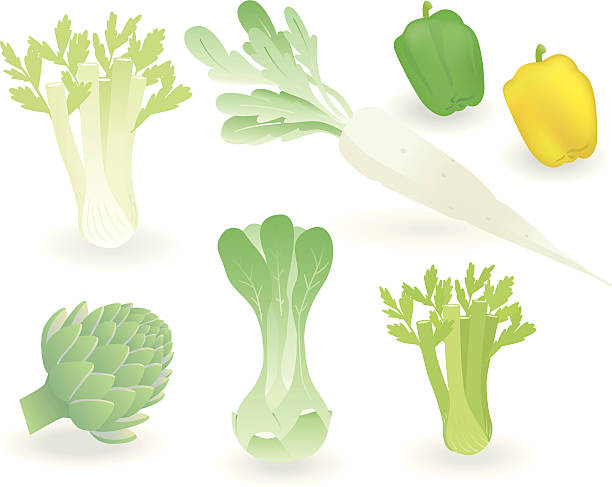 illustrations, cliparts, dessins animés et icônes de légumes. - artichoke celery radish kohlrabi