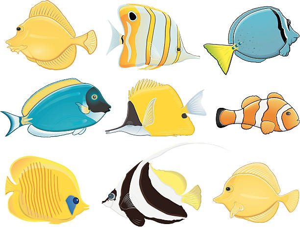 tropikalna ryba/poissons tropicaux - copperband butterflyfish stock illustrations