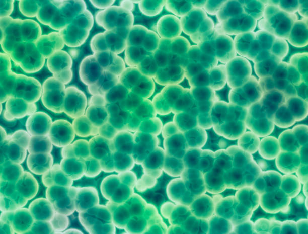 Cells, micro organisms, life formation. Cell duplication. Formation of batteries and microorganisms seen under a microscope. Bacteria texture