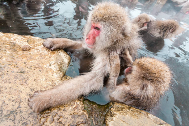 istock Group of snow monkeys sitting in a hot spring, Japan. 1359680727