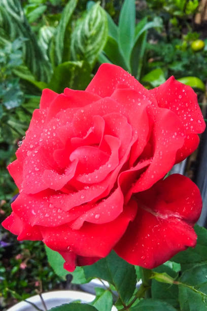 istock The blooming red rose is so beautiful 1359680790