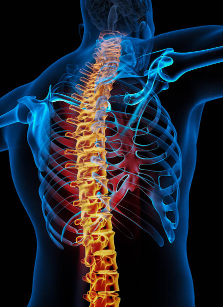 istock Skeletal Vertebral Column of Human Skeleton System Anatomy 1359681069