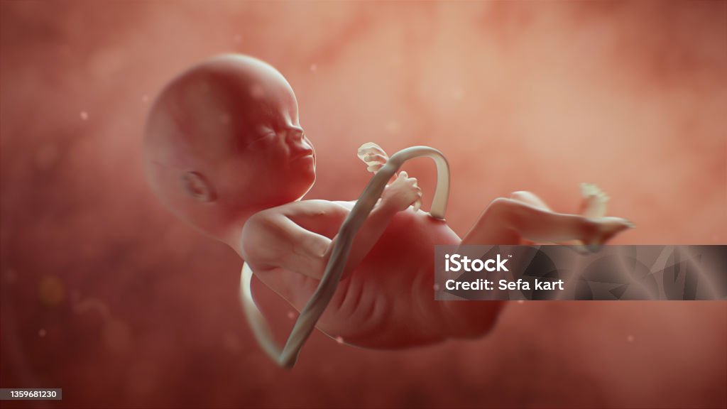 Medically Accurate illustration of a Human Fetus Medically Accurate illustration of a Human Fetus. Realistic 3D illustration Fetus Stock Photo