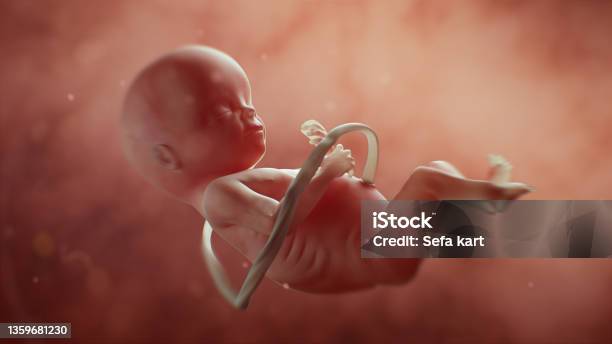 Medically Accurate Illustration Of A Human Fetus Stock Photo - Download Image Now - Fetus, Week, Three Dimensional