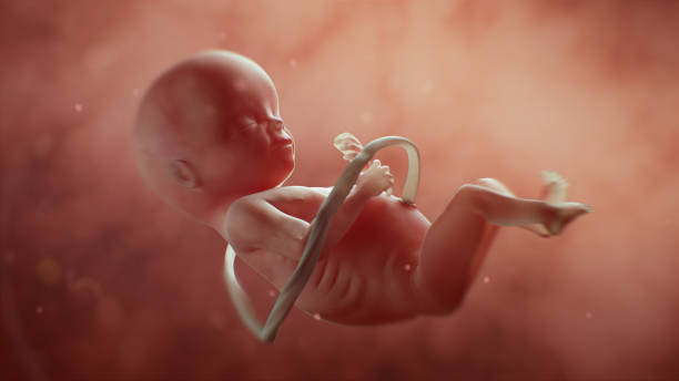 medically accurate illustration of a human fetus - placenta baby childbirth newborn imagens e fotografias de stock