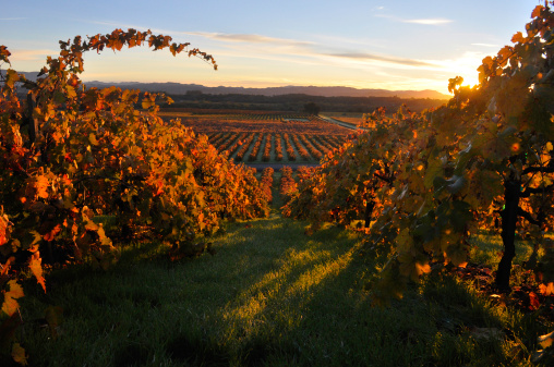 True colors (no retouching).  Fall/Sunrise in Wine Country