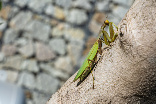 Green praying mantis on a tree trunk ready to hunt