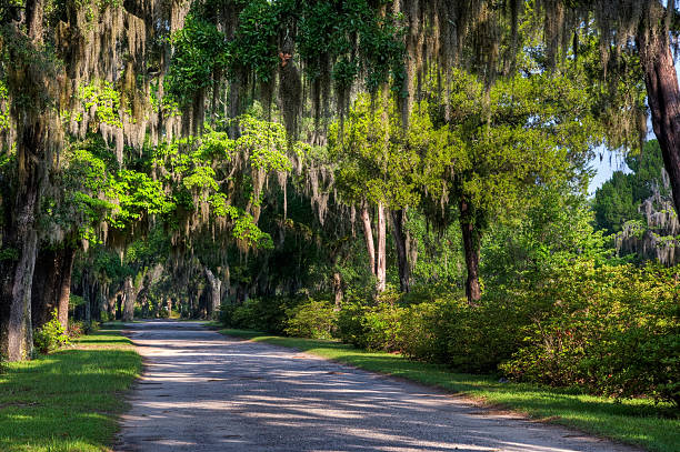 istock Bonaventure Cemetery, Savannah 135968348