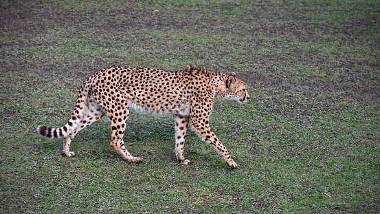 Daytime sideview close-up of a single Cheetah walking on grassland