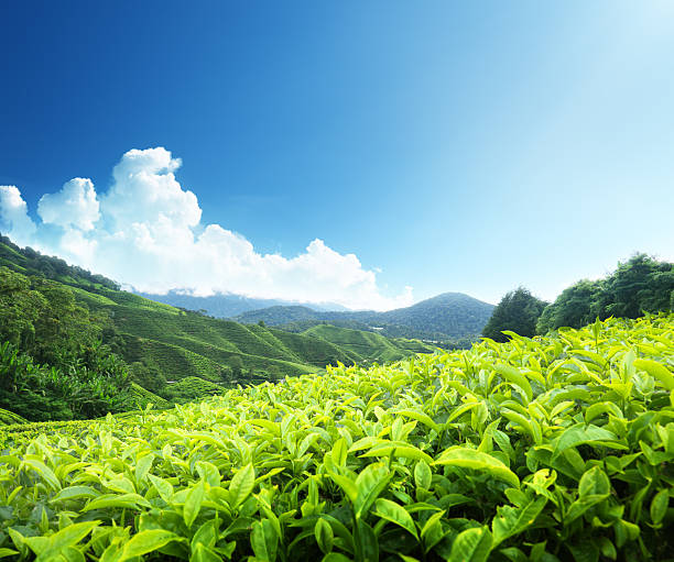 istock Tea plantation Cameron highlands, Malaysia 135968889