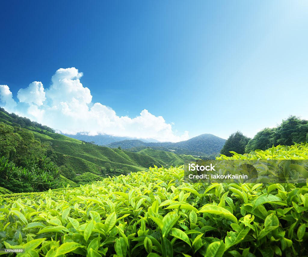 Tea plantation Cameron highlands, Malaysia Agricultural Field Stock Photo