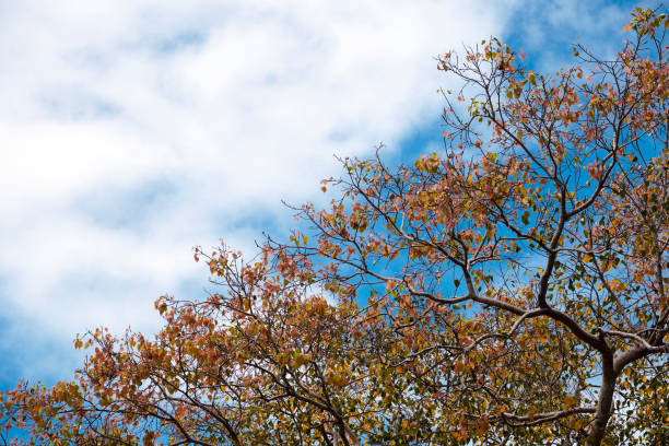 istock Autumn leaves against blue sky background. 1359689210