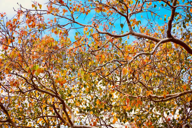 istock Autumn leaves against blue sky background. 1359689256