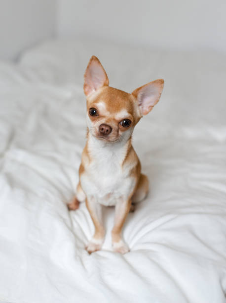 istock Red Chihuahua sits on a white blanket 1359689372