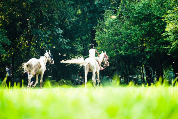 horse in the farm image