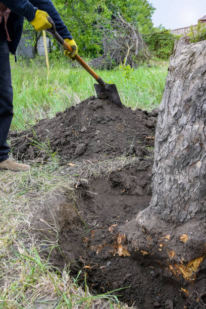 istock Uprooting old dry fruit tree in garden. Large pit with sawn and chopped tree roots. Man with shovel is digging up the roots tree. Farming. Close-up. Selective focus. 1359690725