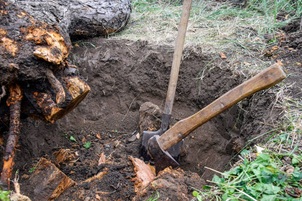 istock Uprooting old dry fruit tree in garden. Large pit with severed tree roots.  Fallen apple tree lies next to hole. Axe and shovel are main tools used in uprooting. Close-up. Selective focus. 1359690831