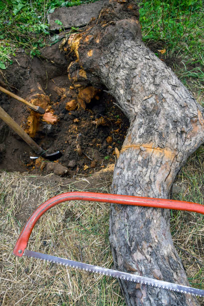 Uprooting old dry fruit tree in garden. Fallen apple tree lies next to hole. Axe, shovel and saw are the main tools used in uprooting. Renovation of the old garden. Close-up. Selective focus. arrancar viejo árbol frutal seco en jardín. el manzano caído se encuentra al lado del agujero. hacha, pala y sierra son las principales herramientas utilizadas en el desarraigo. renovación del antiguo jardín. primer plano. enfoque selectivo.