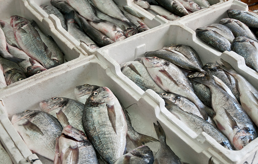Fresh sea fish lying in styrofoam boxes for sale
