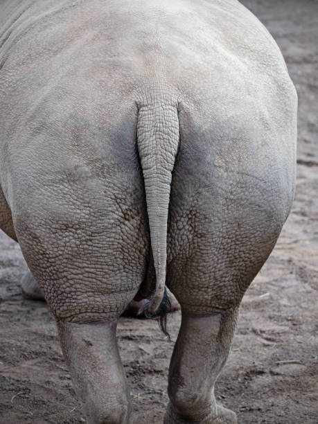 istock The rear end of a single white rhinoceros 1359691673