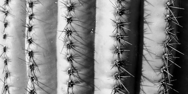 istock Saguaro Cactus Detail 1359694876